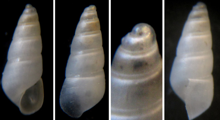 Odostomia turriculata ?